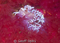 a Coral nudibranch (Phyllodesmium horridus) looking very ... by Geoff Spiby 